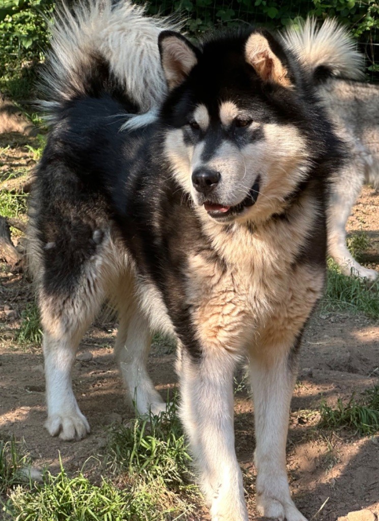 Star of yukon De L'Esprit De Waheela