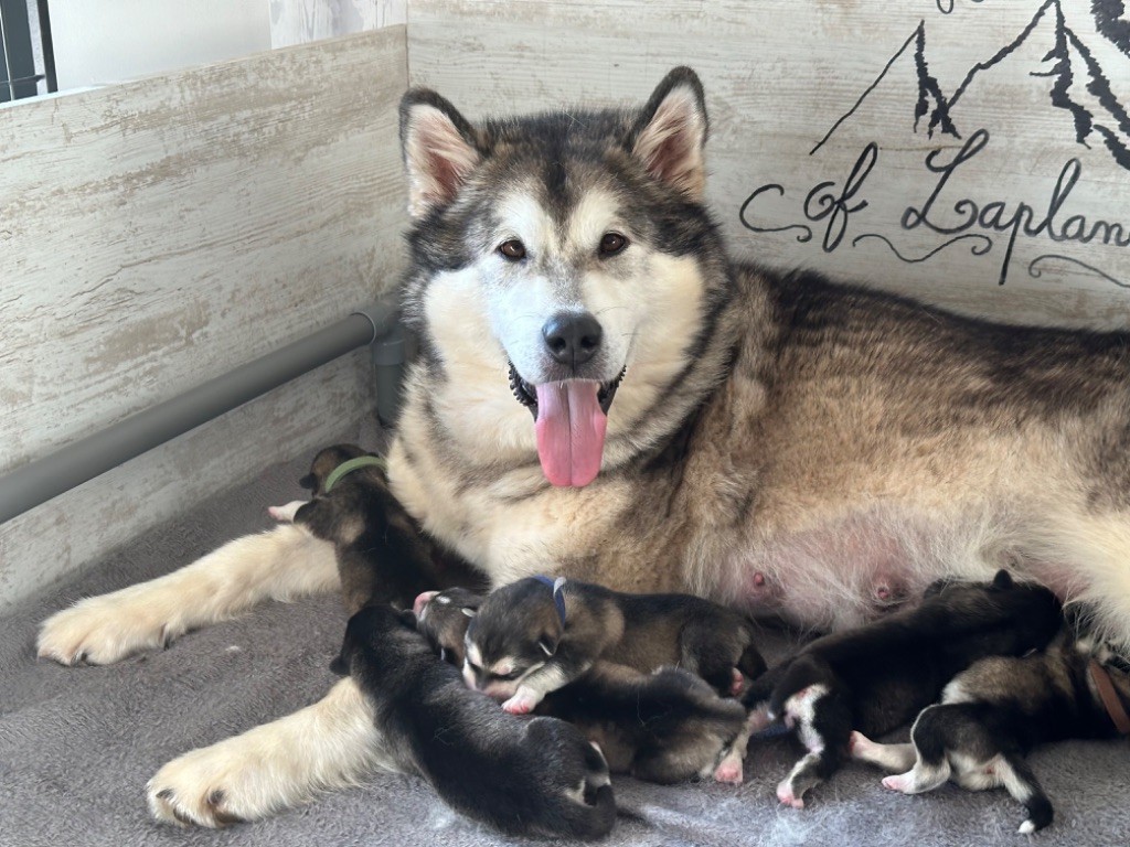 chiot Alaskan Malamute of Lapland Polarlights