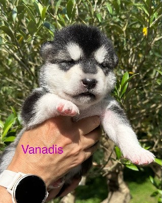 Vanadis 