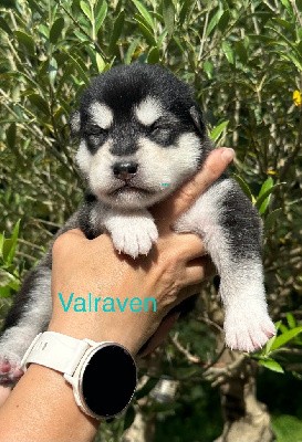 Valraven 