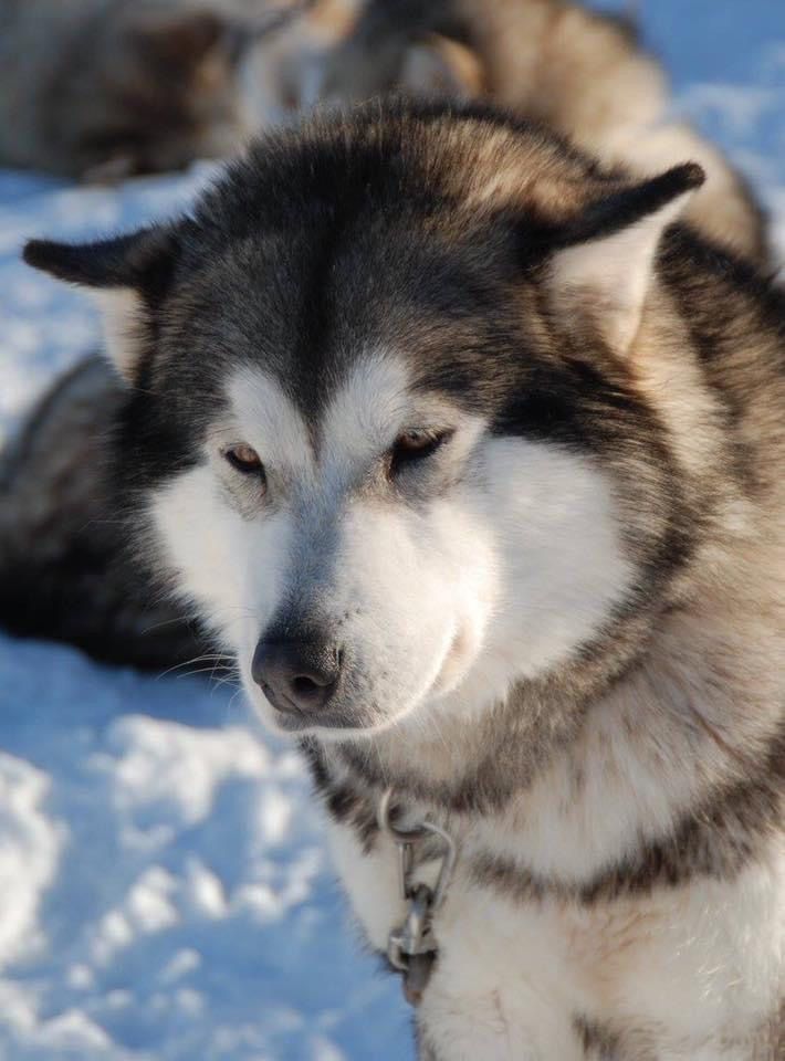 Honey moon of Lapland Polarlights