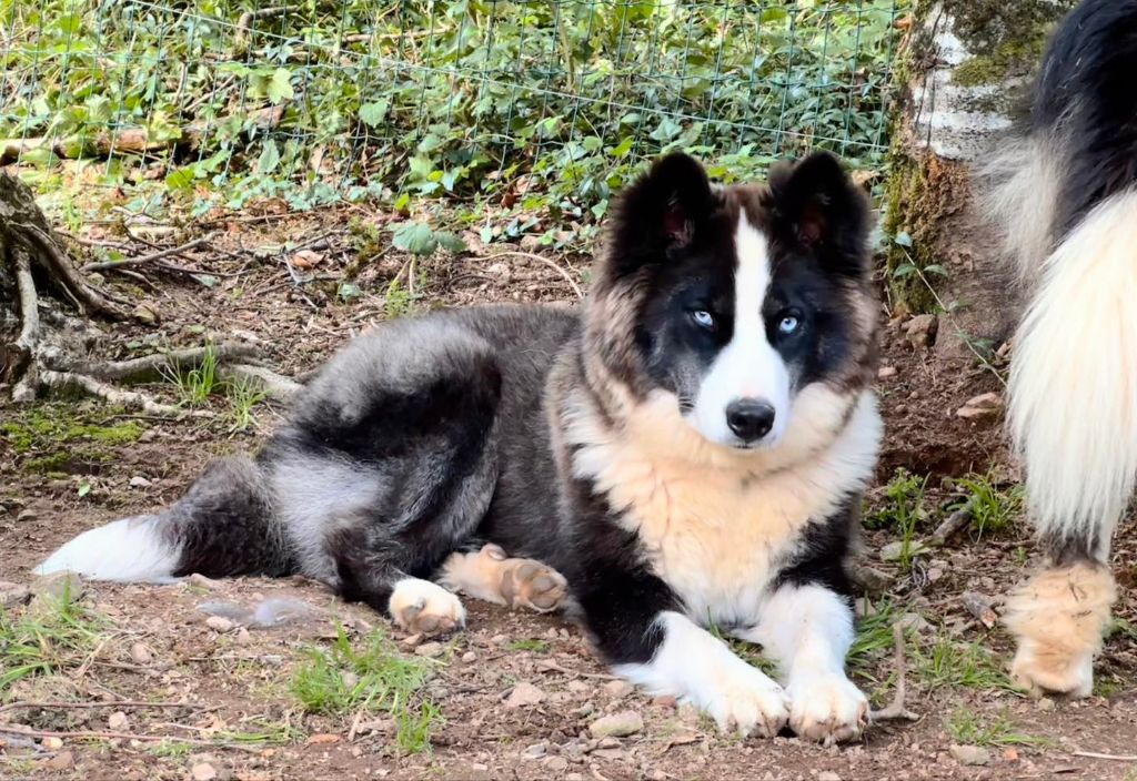 Voice polarlights des Legendes de Retz