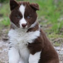 Akela jungle wolf Oukaya forever