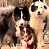 Notre trio, BAIKAL, VOICE et AKELA 