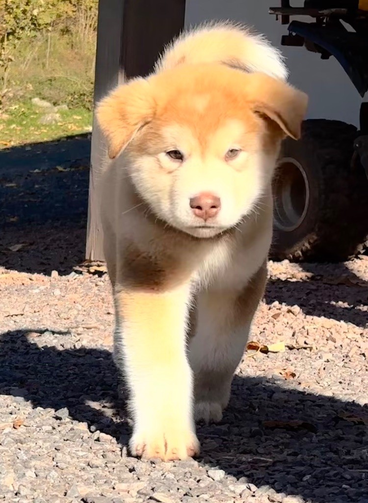 of Lapland Polarlights - Chiots disponibles - Alaskan Malamute