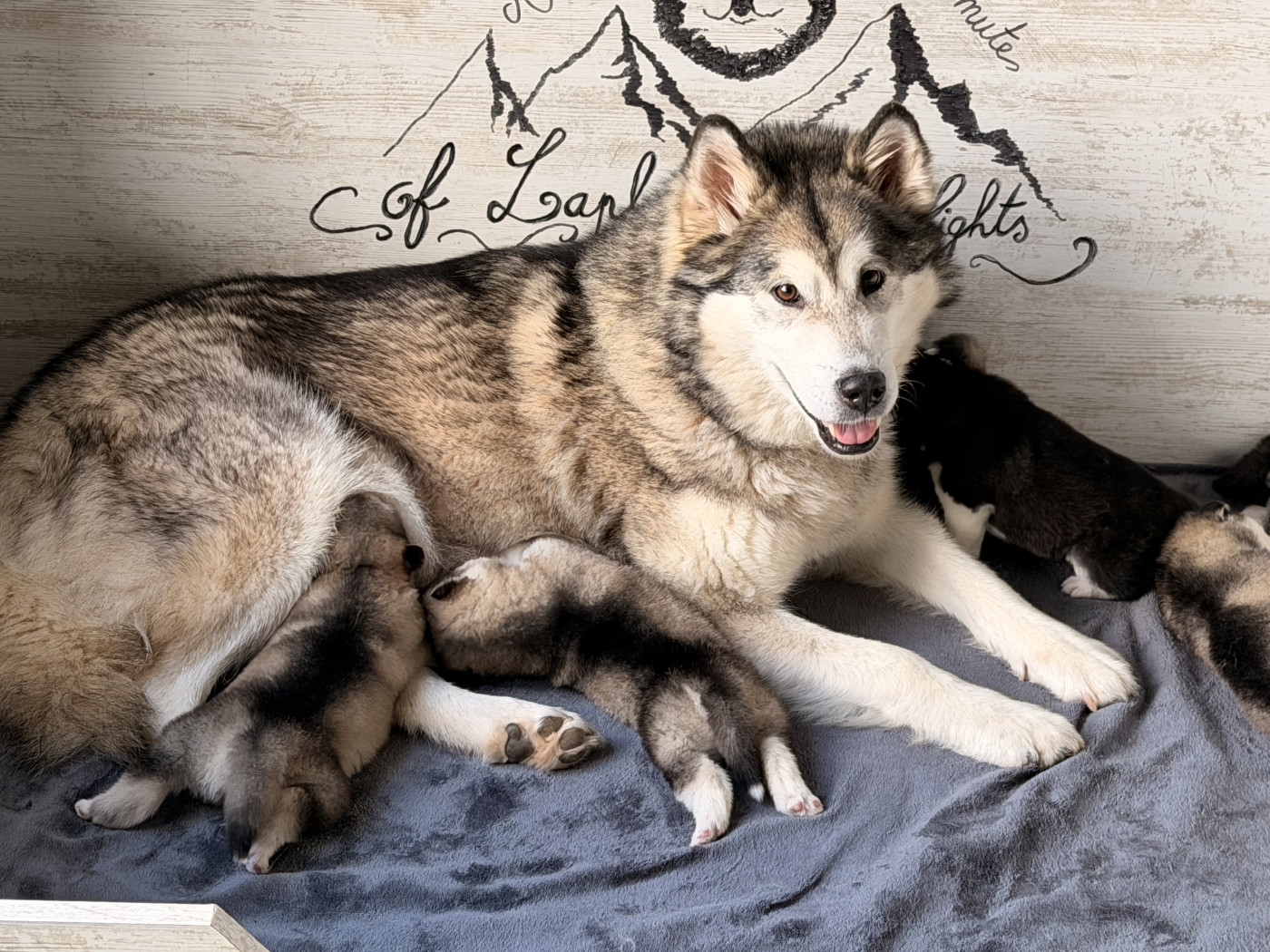 Chiot Alaskan Malamute of Lapland Polarlights