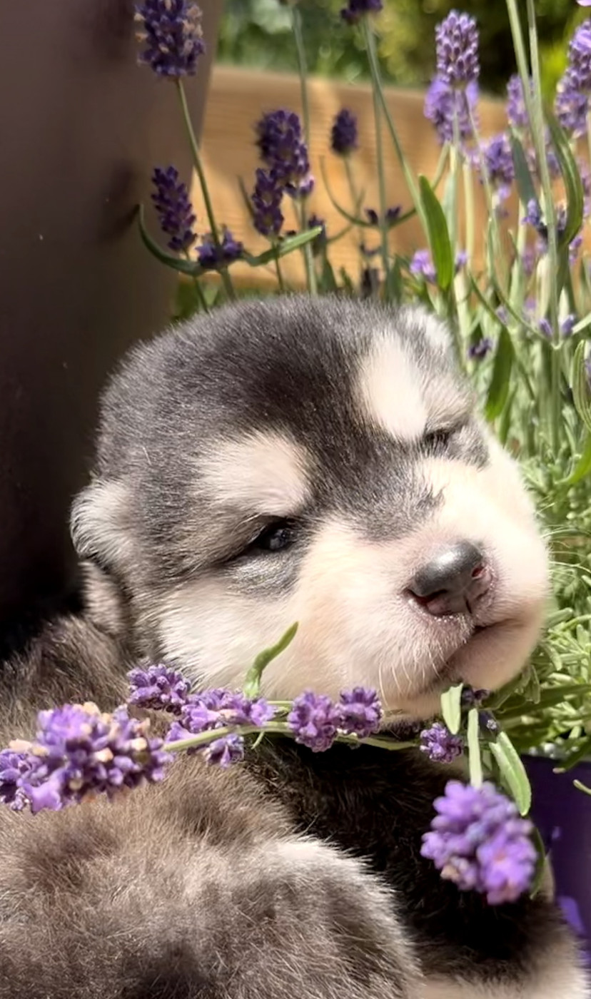 of Lapland Polarlights - Chiots disponibles - Alaskan Malamute