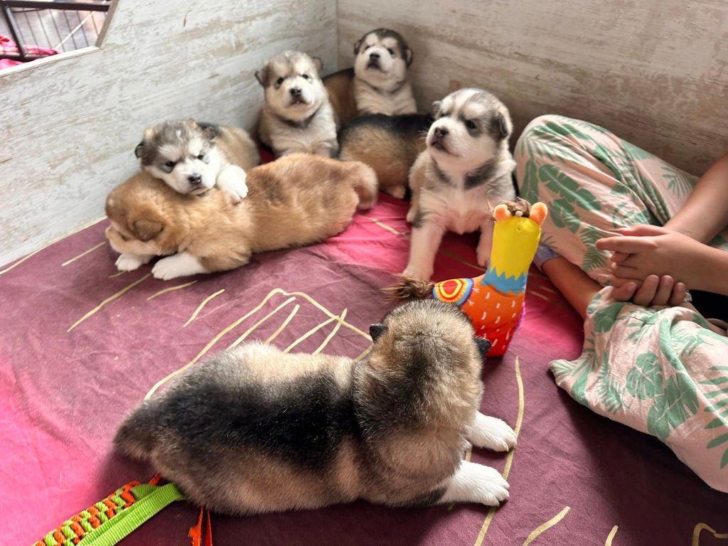 Chiot Alaskan Malamute of Lapland Polarlights