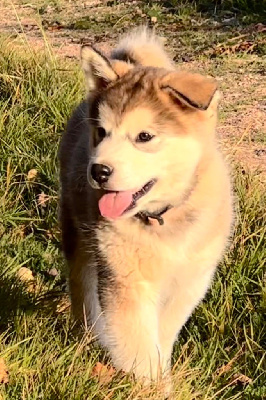 Alaska 