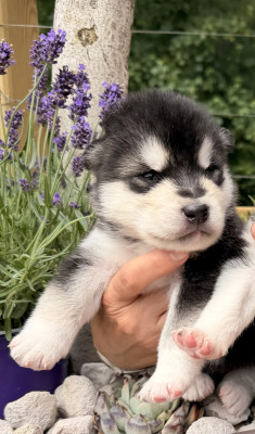 Chiot N°1