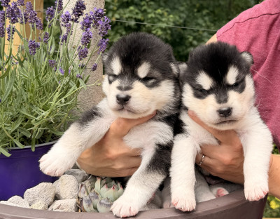 Chiot N°2