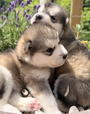 Chiot N°3
