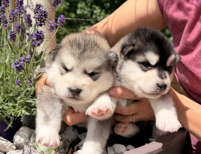 Chiot N°6
