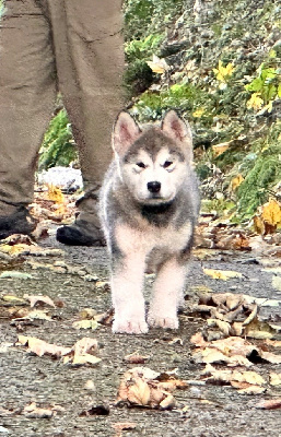 Arctic 
