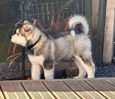 Aiko