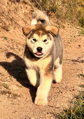 Ari